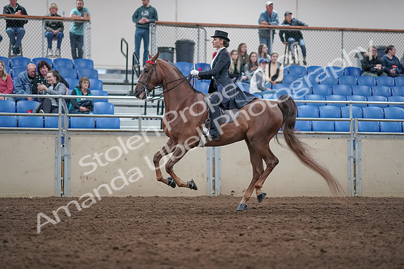 2019 Morgan Horse Show - Aug 31, 2019 - 20572