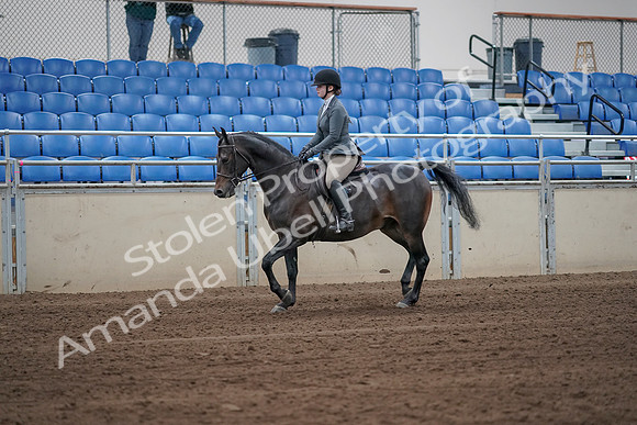 2019 Morgan Horse Show - Sept 01, 2019 - 10885