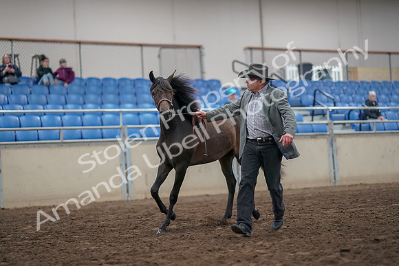 2019 Morgan Horse Show - Aug 31, 2019 - 03376