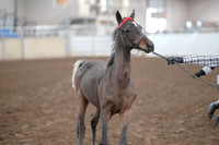 2019 Morgan Horse Show - Aug 31, 2019 - 00070