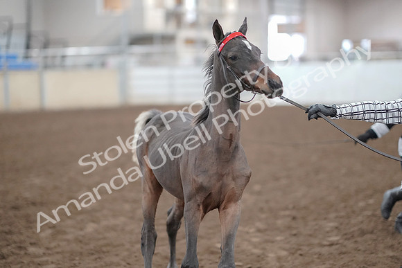 2019 Morgan Horse Show - Aug 31, 2019 - 00070