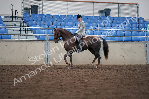2019 Morgan Horse Show - Aug 30, 2019 - 18340