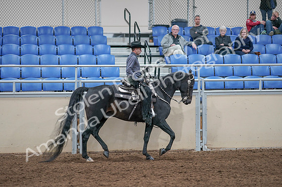 2020 - AB Morgan Horse - Fri, Sept 04 - 08485