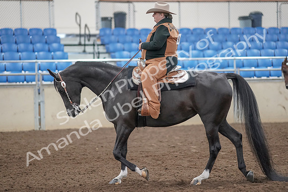 2019 Morgan Horse Show - Aug 31, 2019 - 06026