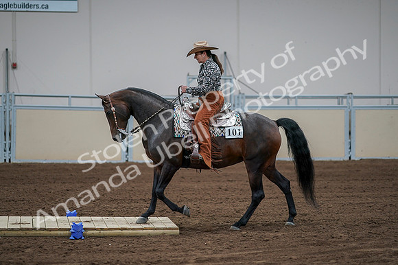 2020 - AB Morgan Horse - Fri, Sept 04 - 00063
