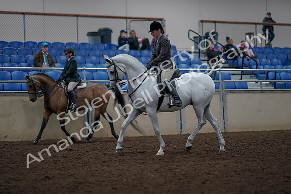 2019 Morgan Horse Show - Aug 31, 2019 - 14700