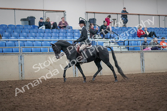 2019 Morgan Horse Show - Aug 31, 2019 - 14666