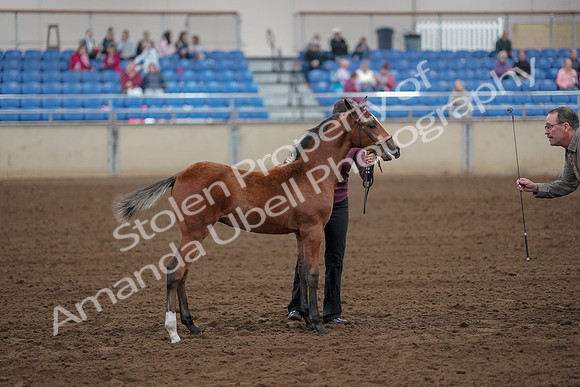 2019 Morgan Horse Show - Aug 30, 2019 - 24809