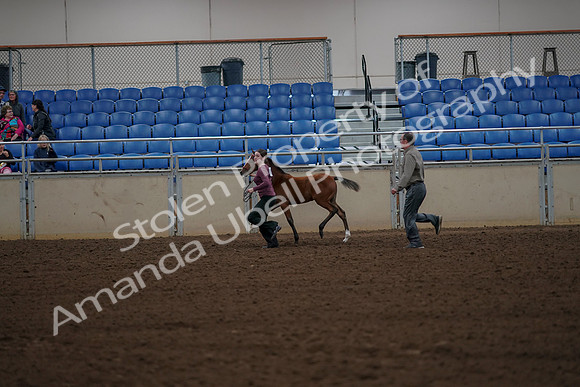 2019 Morgan Horse Show - Aug 30, 2019 - 24829