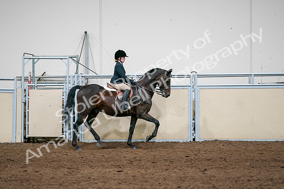 2020 - AB Morgan Horse - Sun, Sept 06 - 07972