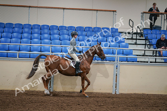 2020 - AB Morgan Horse - Fri, Sept 04 - 03186