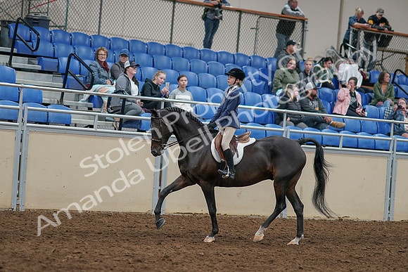 2020 - AB Morgan Horse - Sun, Sept 06 - 07930