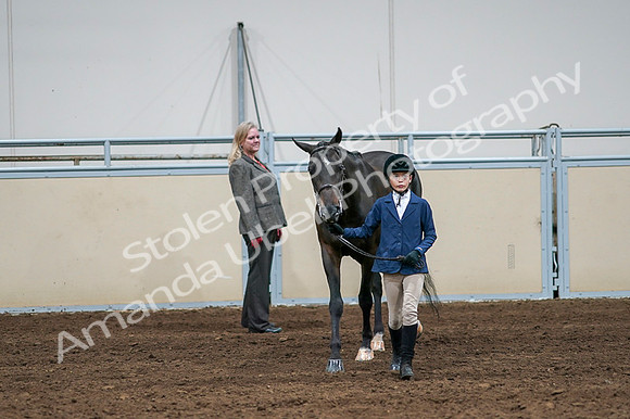 2020 - AB Morgan Horse - Fri, Sept 04 - 00766
