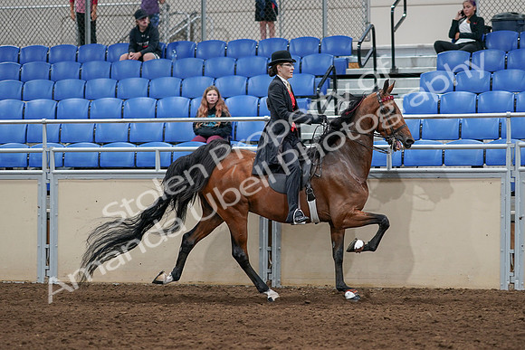 2020 - AB Morgan Horse - Sat, Sept 05 - 06764