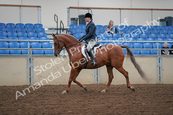 2019 Morgan Horse Show - Aug 30, 2019 - 16007