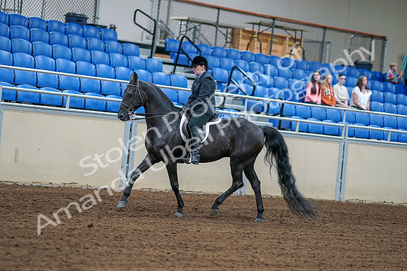 2020 - AB Morgan Horse - Fri, Sept 04 - 01526