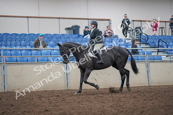 2019 Morgan Horse Show - Aug 31, 2019 - 14631