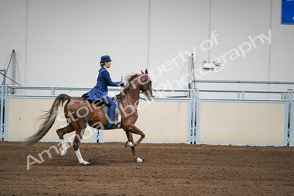 2020 - AB Morgan Horse - Sat, Sept 05 - 06343