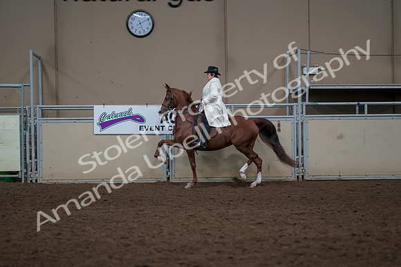 2019 Morgan Horse Show - Aug 31, 2019 - 17876