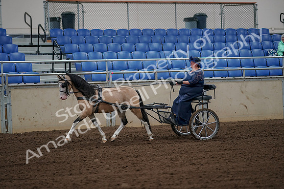2019 Morgan Horse Show - Aug 30, 2019 - 13114