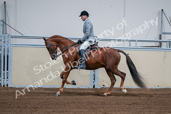 2020 - AB Morgan Horse - Fri, Sept 04 - 01614