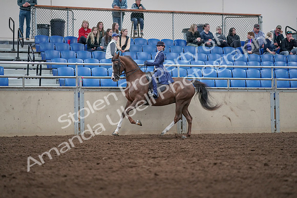 2019 Morgan Horse Show - Aug 31, 2019 - 20628