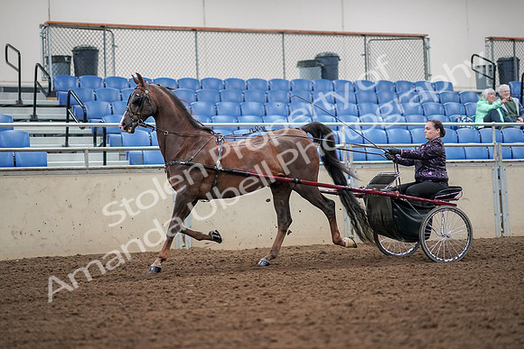 2019 Morgan Horse Show - Aug 30, 2019 - 13174