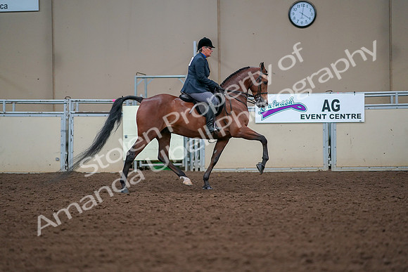 2019 Morgan Horse Show - Aug 30, 2019 - 20743