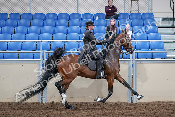 2020 - AB Morgan Horse - Sat, Sept 05 - 13247