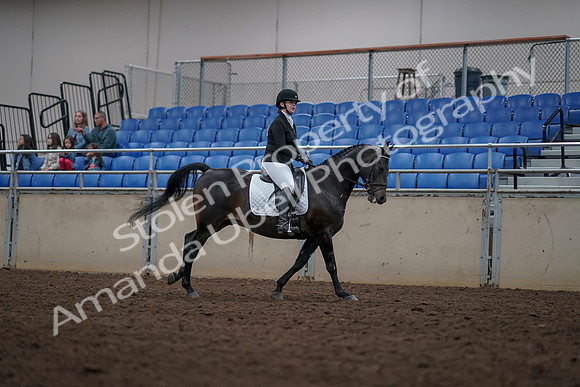 2019 Morgan Horse Show - Aug 31, 2019 - 16780