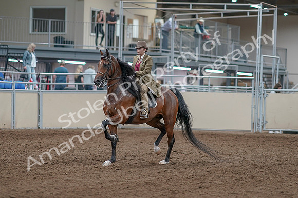 2020 - AB Morgan Horse - Fri, Sept 04 - 11129