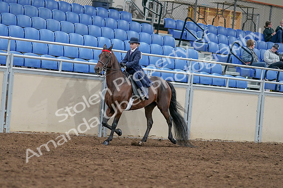 2020 - AB Morgan Horse - Sat, Sept 05 - 04758