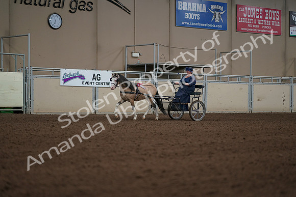 2019 Morgan Horse Show - Aug 31, 2019 - 04591