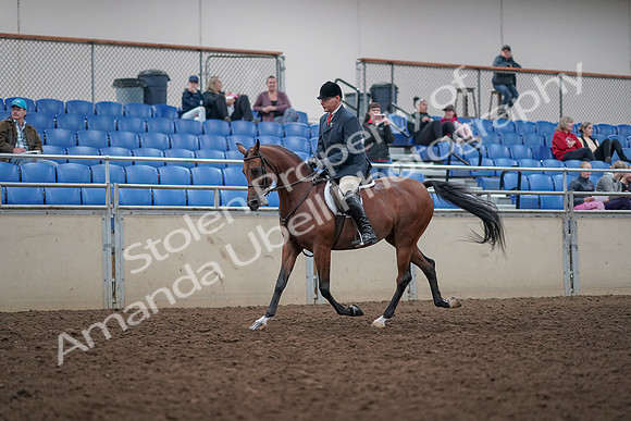 2019 Morgan Horse Show - Aug 31, 2019 - 14704