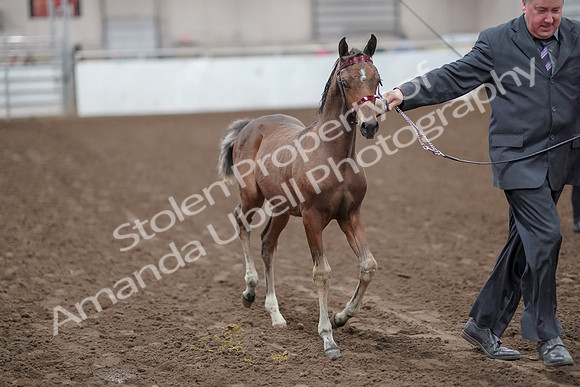 2019 Morgan Horse Show - Aug 31, 2019 - 00854