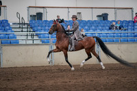 2019 Morgan Horse Show - Sept 01, 2019 - 07386