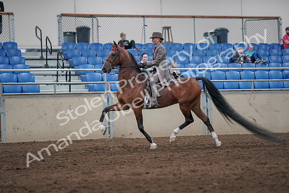 2019 Morgan Horse Show - Sept 01, 2019 - 07386