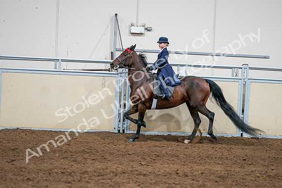 2020 - AB Morgan Horse - Sun, Sept 06 - 08151