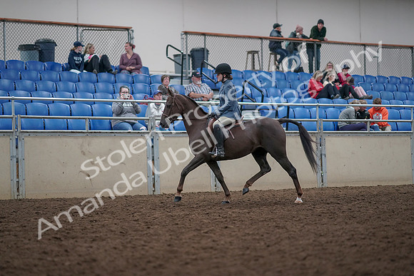 2019 Morgan Horse Show - Aug 31, 2019 - 16552