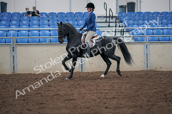 2019 Morgan Horse Show - Aug 30, 2019 - 18357