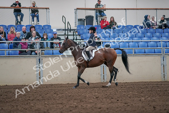 2019 Morgan Horse Show - Aug 31, 2019 - 19446