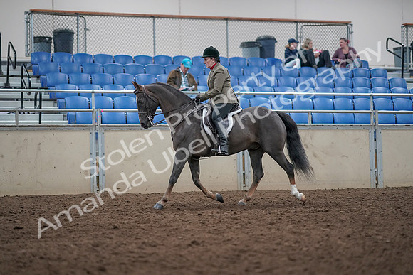 2019 Morgan Horse Show - Aug 31, 2019 - 14738