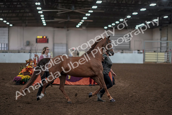 2019 Morgan Horse Show - Aug 31, 2019 - 01034