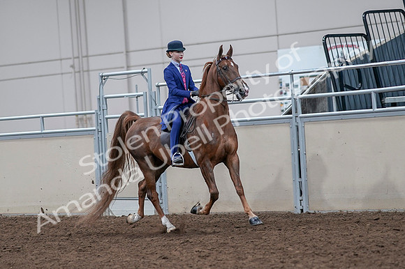 2020 - AB Morgan Horse - Fri, Sept 04 - 05222