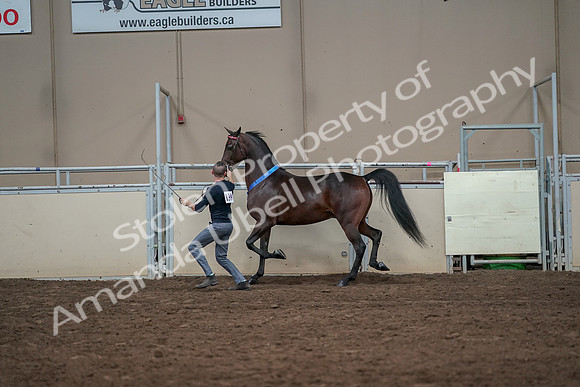 2019 Morgan Horse Show - Aug 31, 2019 - 01443