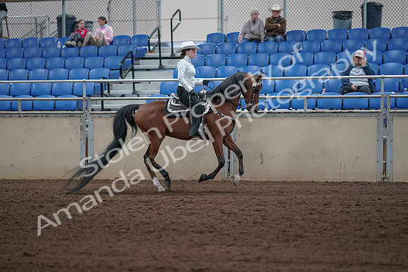 2019 Morgan Horse Show - Sept 01, 2019 - 07045