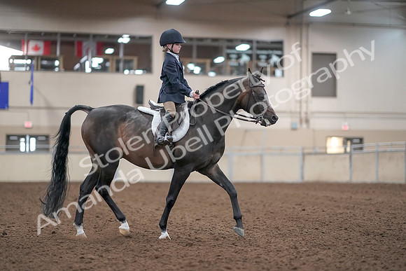2019 Morgan Horse Show - Aug 31, 2019 - 19571