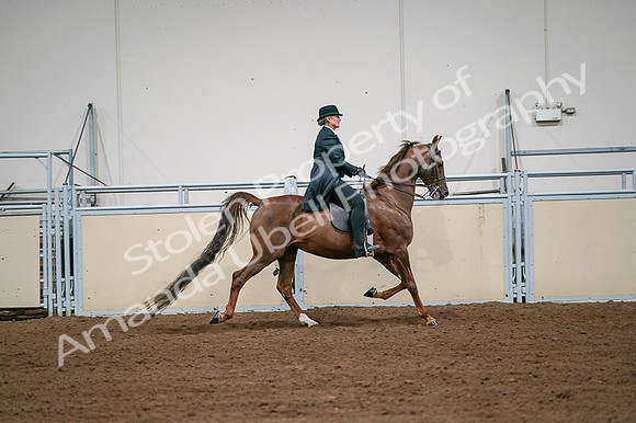 2020 - AB Morgan Horse - Fri, Sept 04 - 08120