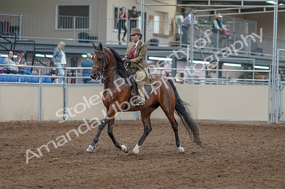 2020 - AB Morgan Horse - Fri, Sept 04 - 11133