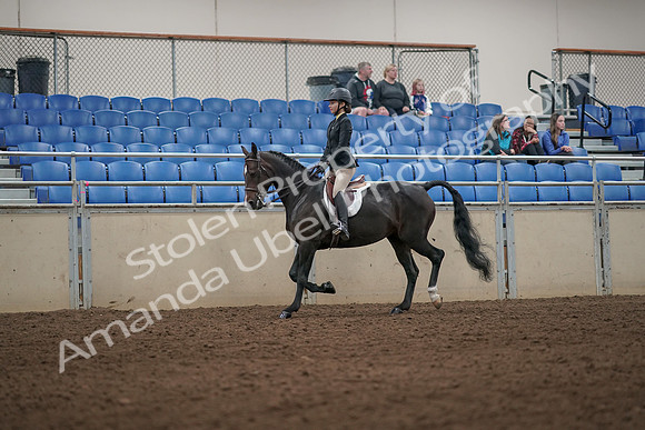 2019 Morgan Horse Show - Aug 31, 2019 - 04946